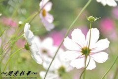 コスモス色のヒカリ