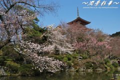 三重の塔桜景色