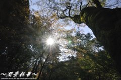 照動・しょうどう