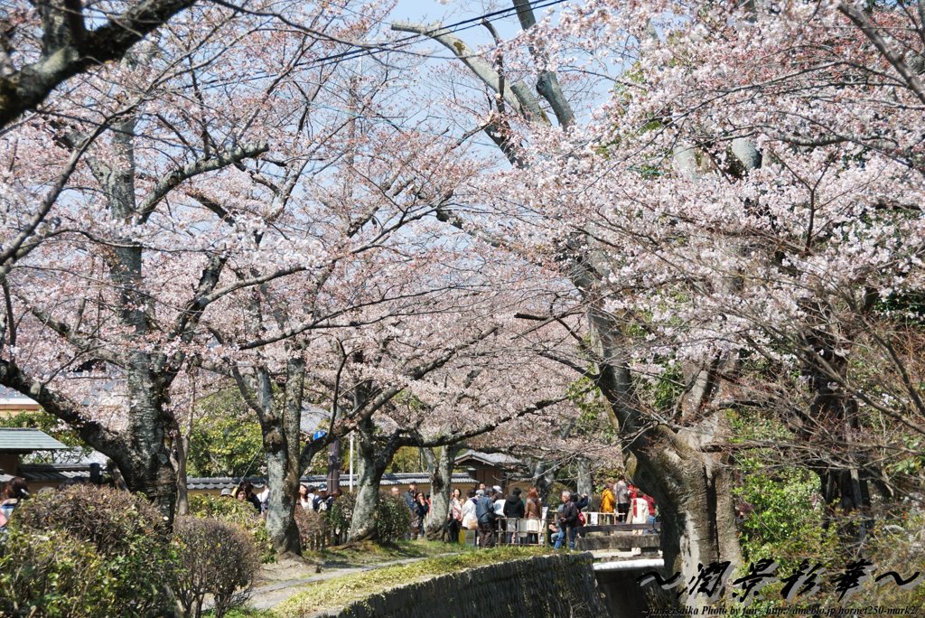 哲学の道満開前