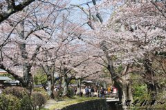 哲学の道満開前