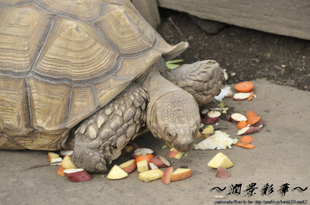 食事に夢中