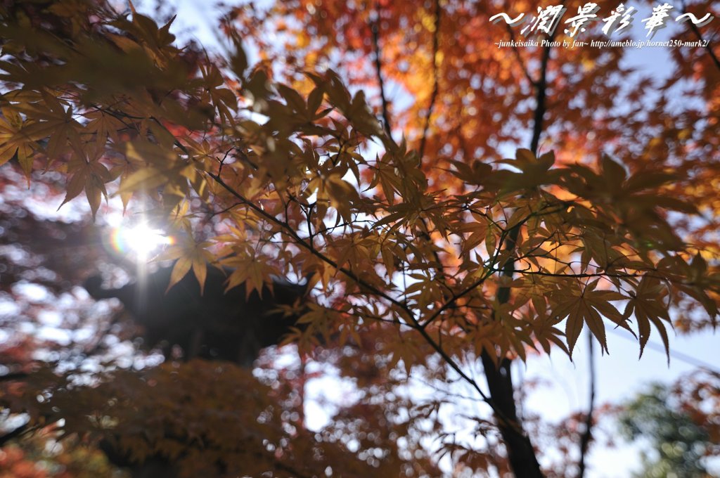 木漏れ日に映える