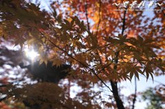 木漏れ日に映える