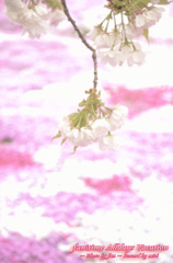 二つの桜のふぁんたじぃ