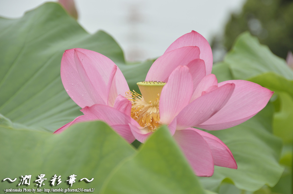 蓮花の旬