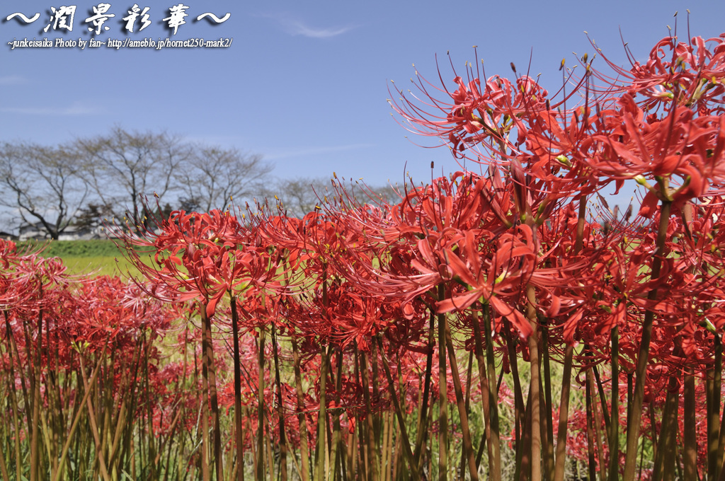 青空紅華