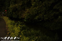 ホタルの描くLine