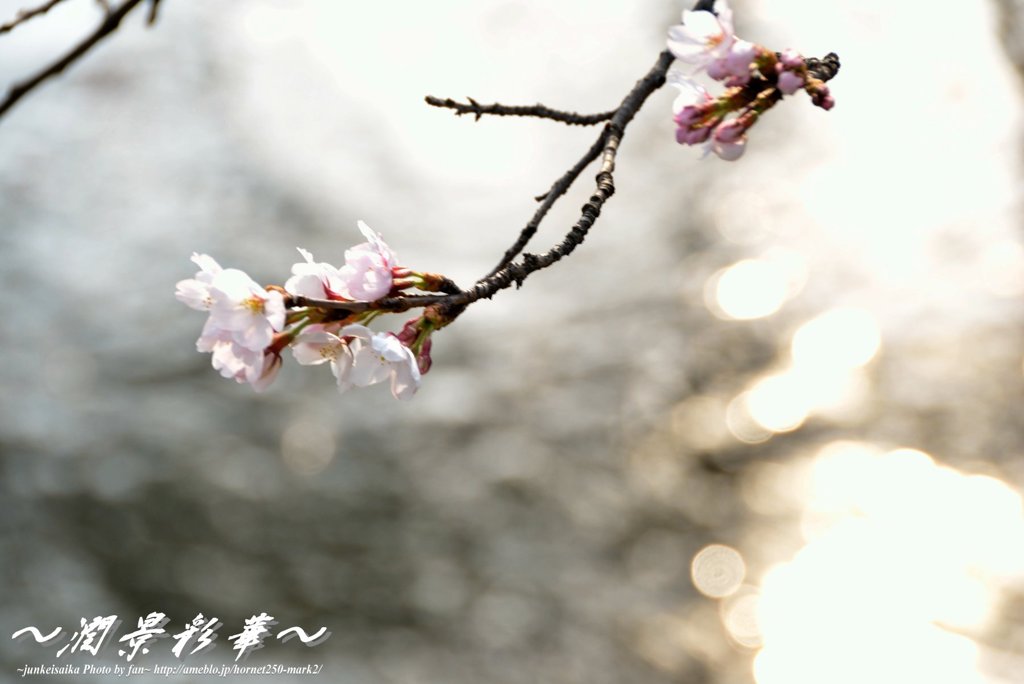 桜、キラキラ
