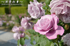 パープルとピンクの間