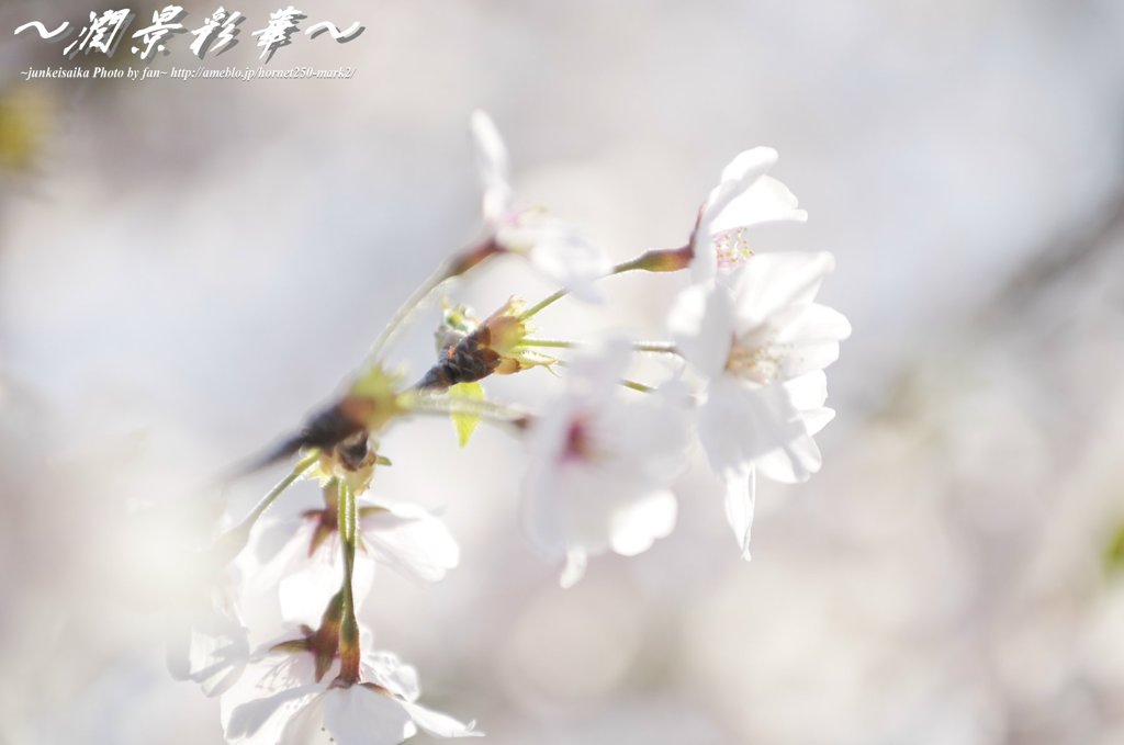 薄桜花