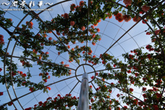 バラドームを見上げると