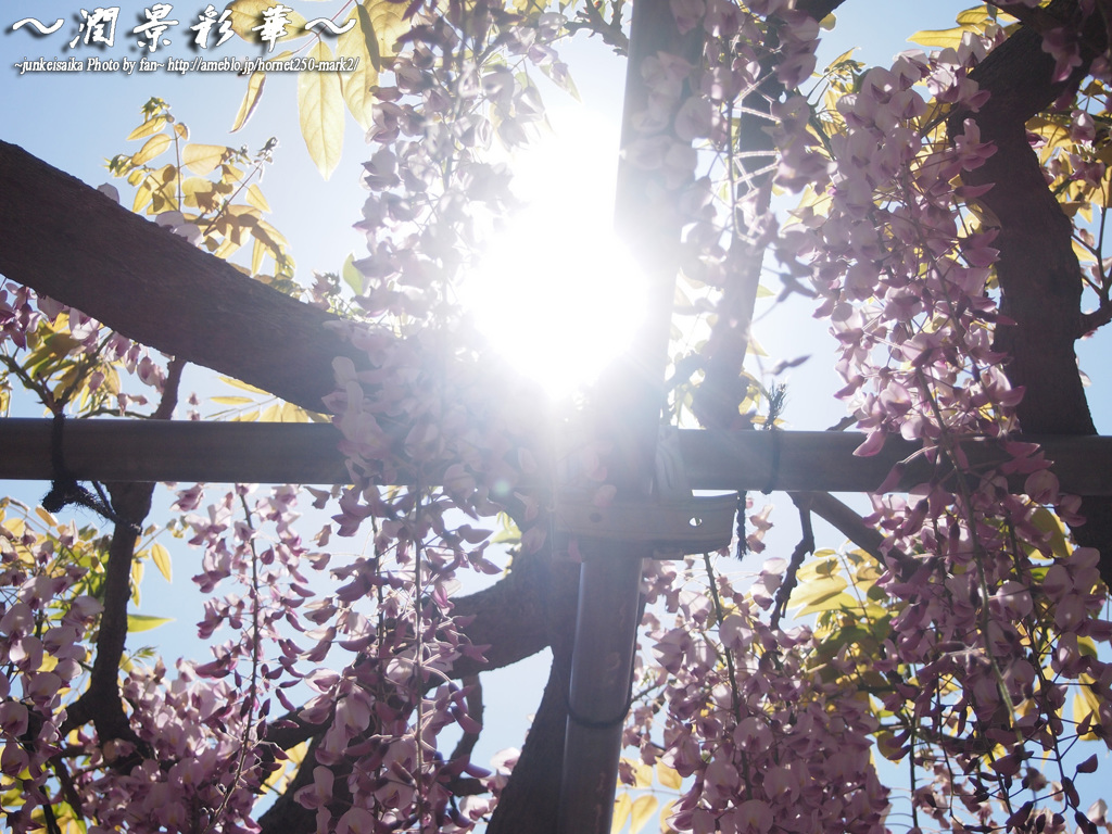 ゆかりの日差し