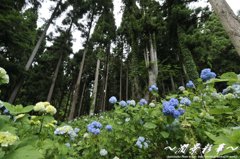 アジサイの森