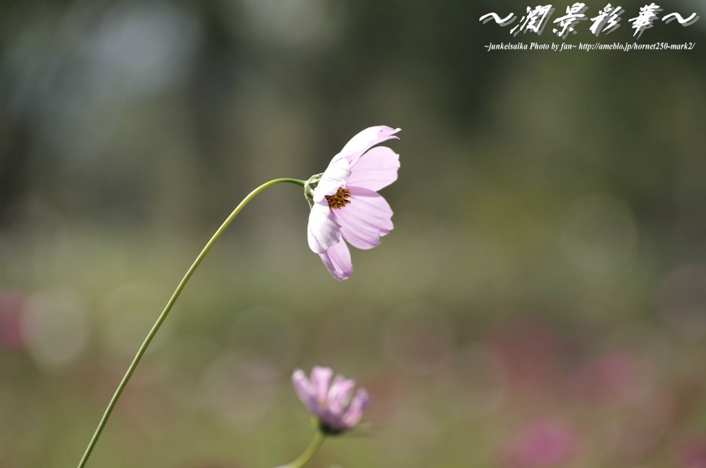 一輪花