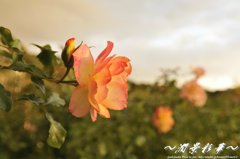 茜色に染められて