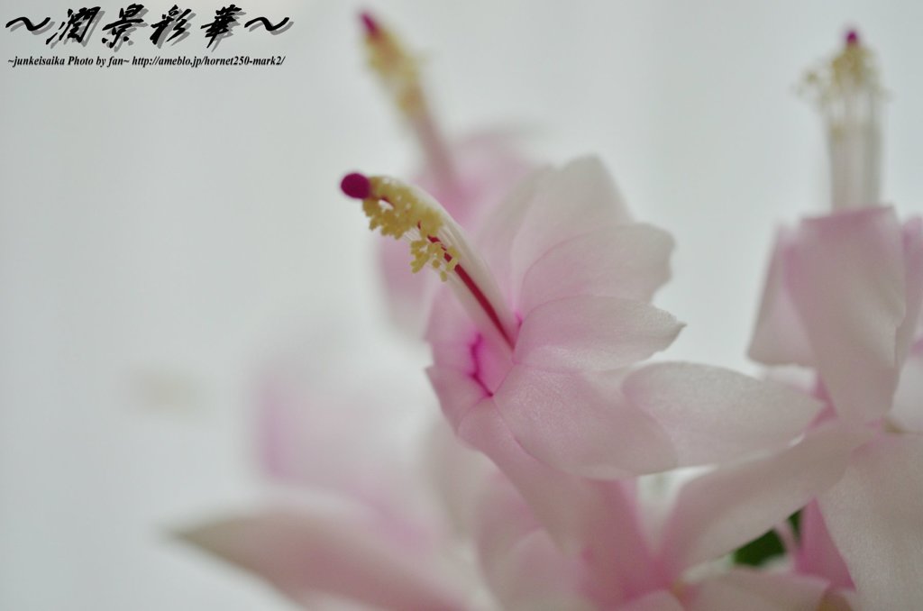 白花、白く透けて