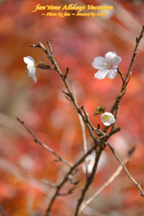 12月に見た桜