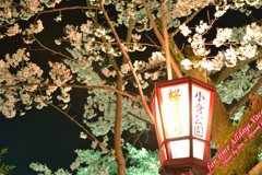 春には小倉公園で夜桜を感じ