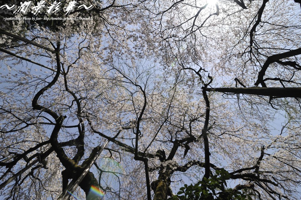 桜、降り注ぐ