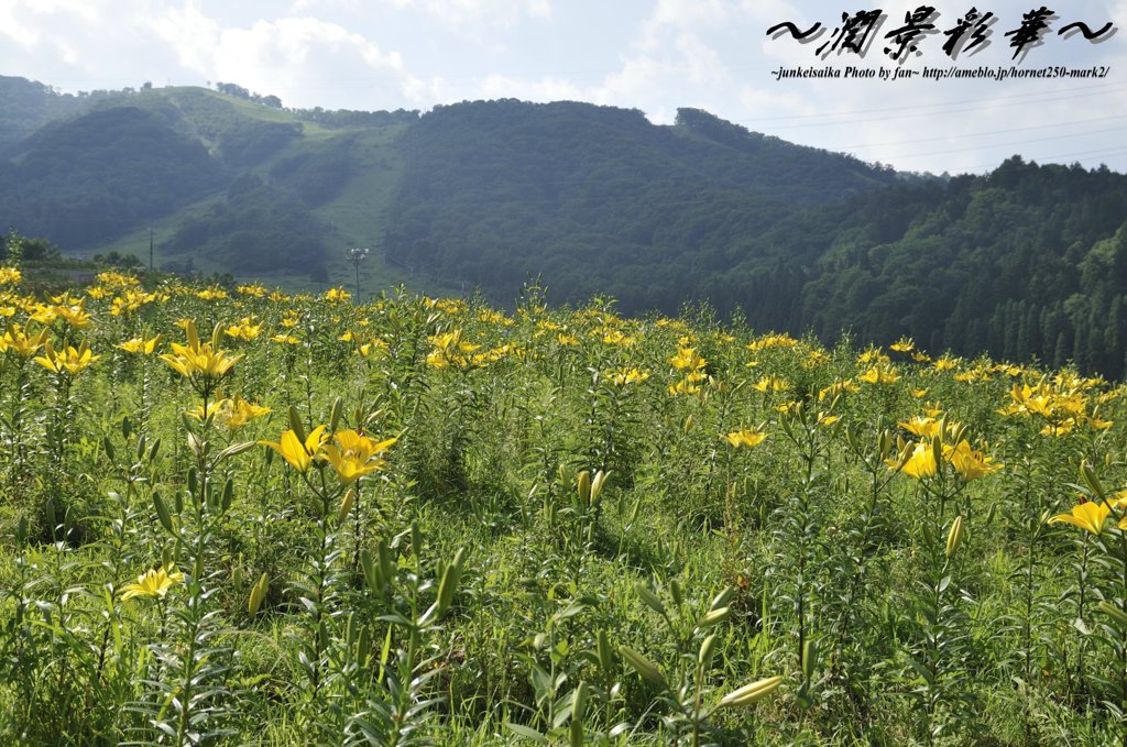 ゲレンデの花園