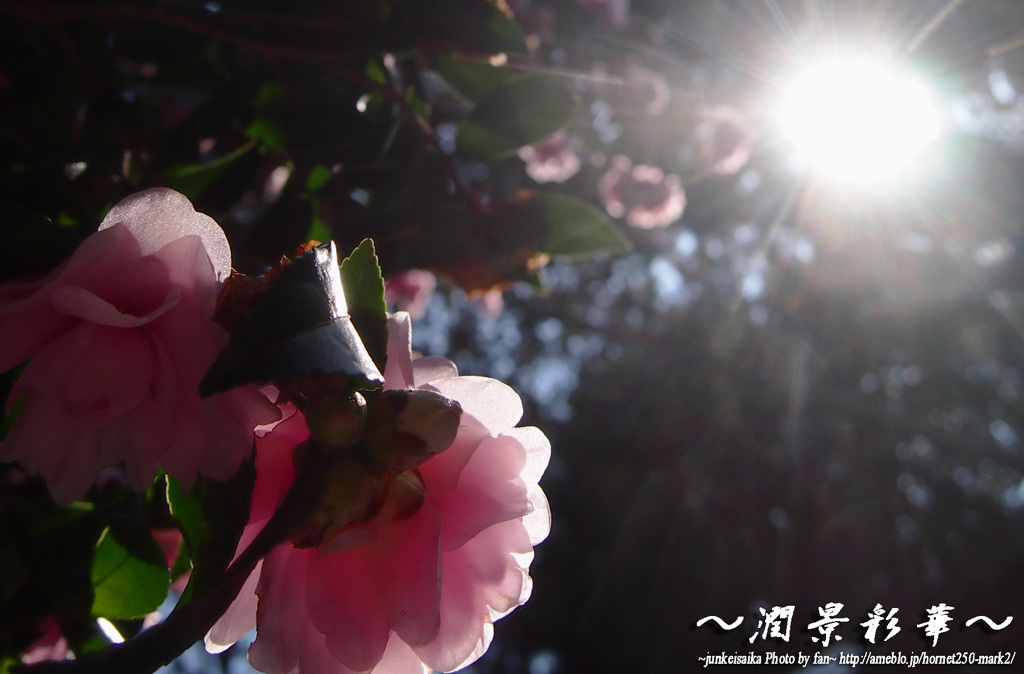 陽桃花