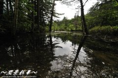 水鏡の森林