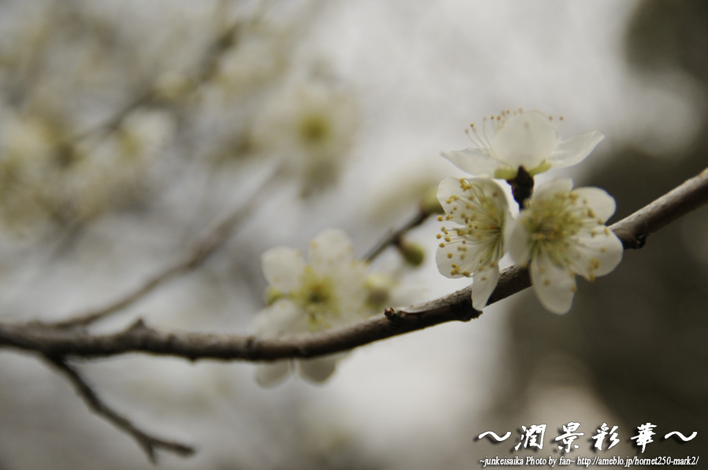 三つ子の淡咲