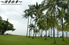 椰子の木々達の園