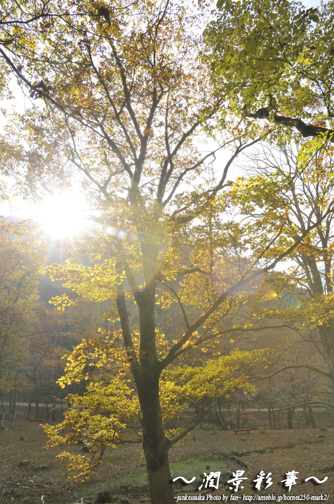 Good Morning koyo-