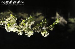 桜が葉に変わり行く時