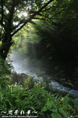 野花を照らす兆し