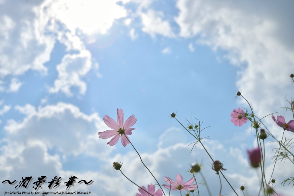 青空に飛んでけ～～