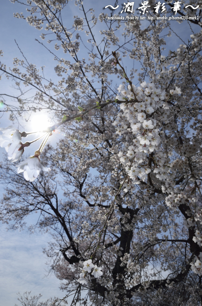 青天透花