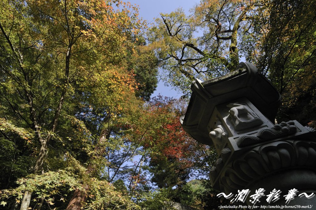 青空へ高く向かって