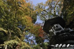 青空へ高く向かって