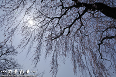 快晴の枝垂雨