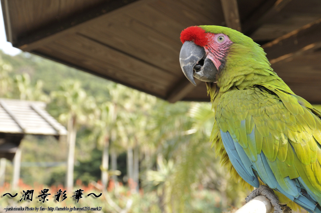 アケマシテオメデトウゴザイマス