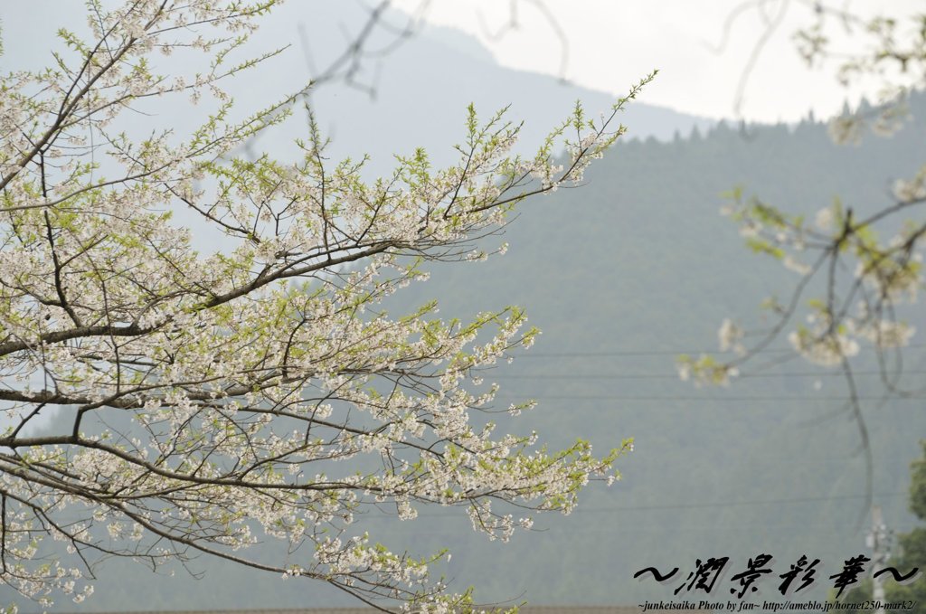 根尾谷を薄く染めて