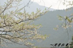 根尾谷を薄く染めて