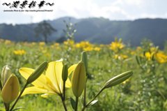 レモン色一面に