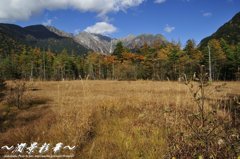 湿原からの秋便り