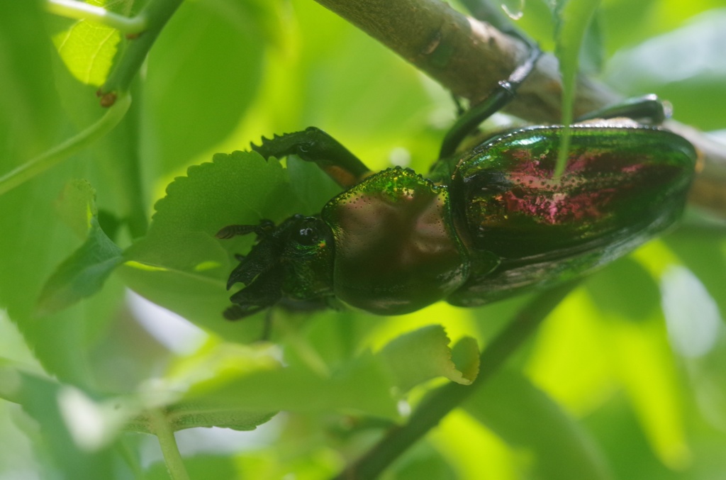 ニジイロクワガタ♀
