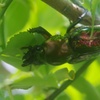 ニジイロクワガタ♀