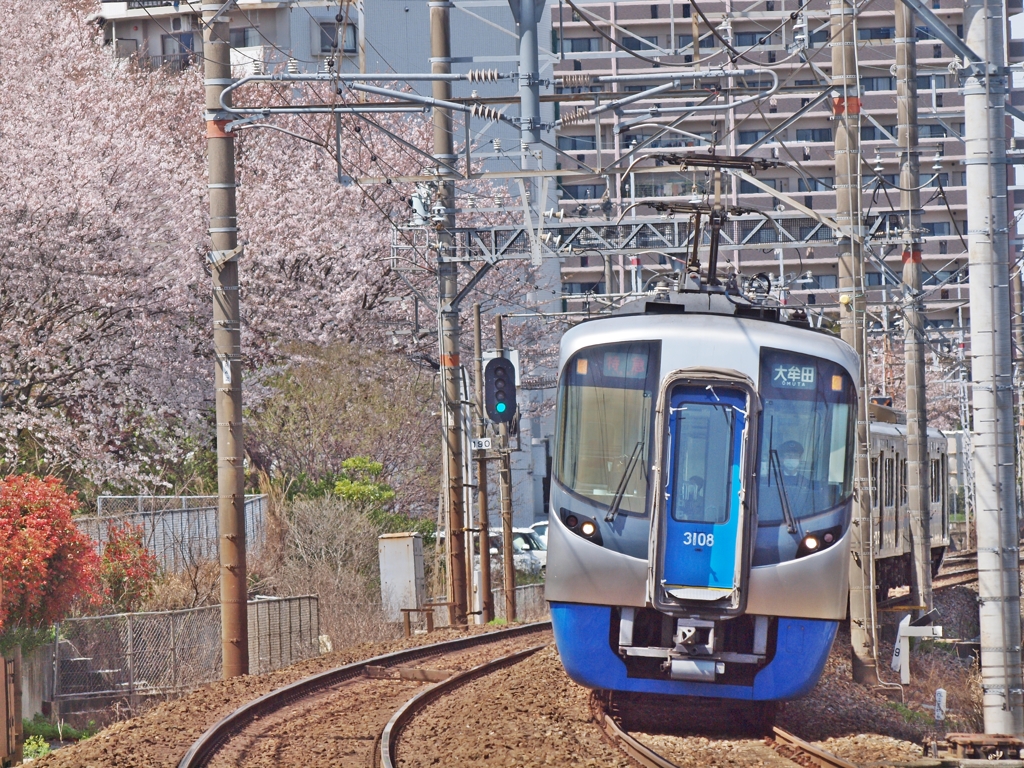 西鉄大牟田線桜並木6