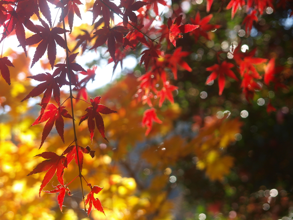 2019年11月久留米永勝寺　楓