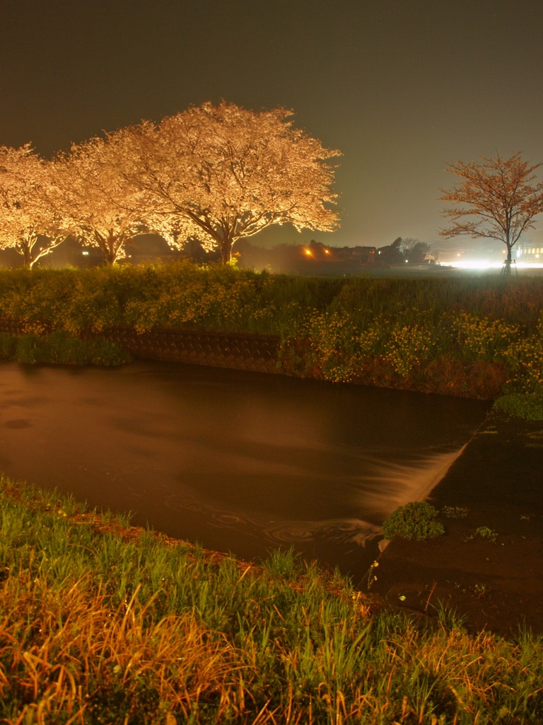 夜桜