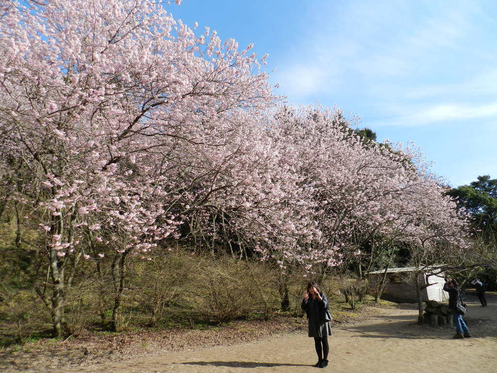 那珂川初澪桜２