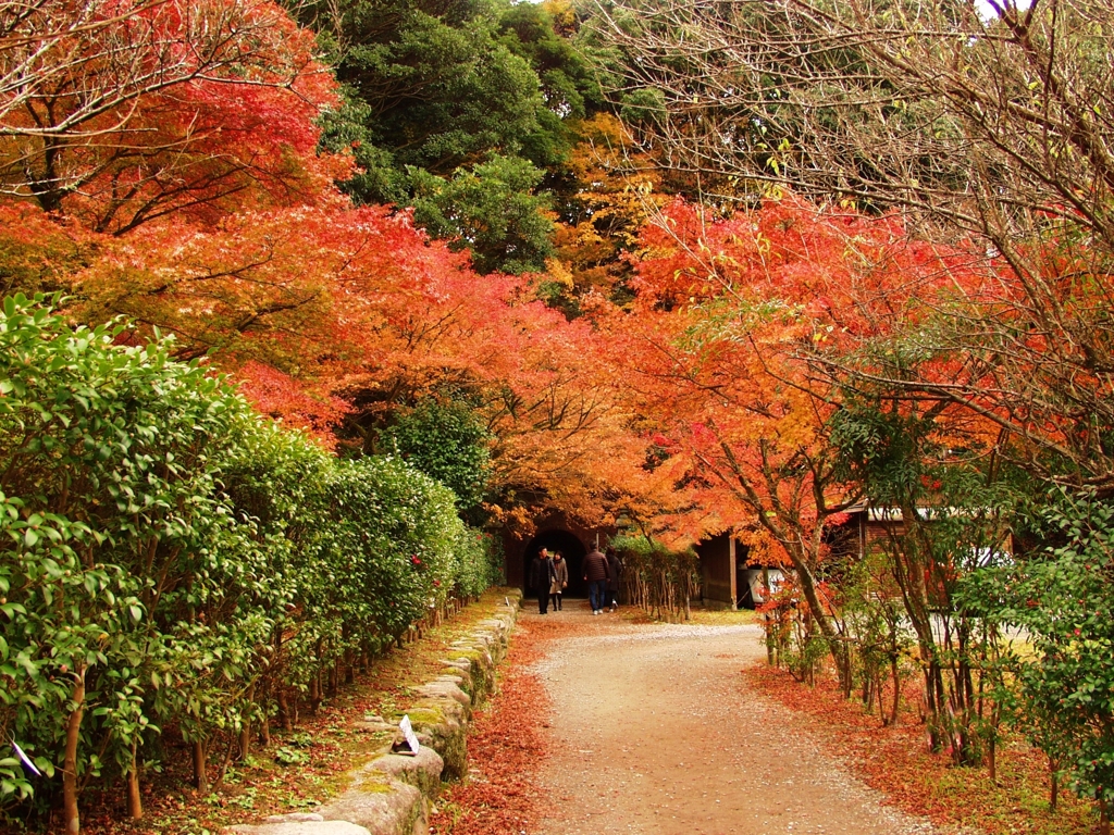 太宰府天満宮紅葉のトンネル