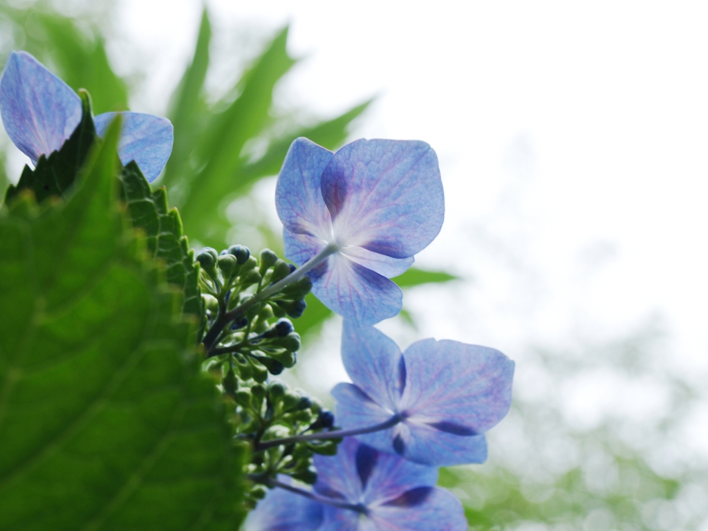 紫陽花の花７